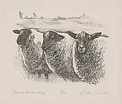 #894 ~ Tomlinson - Black Faced Sheep  #4/17