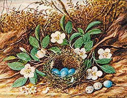 #424 ~ Cruikshank - Bird's Nest [with Blue Eggs] and Flowers