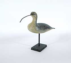 #1315 ~ Townsend - Long-billed Curlew