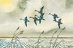 #514 ~ Taylor - Untitled - Six Pintails Taking Flight