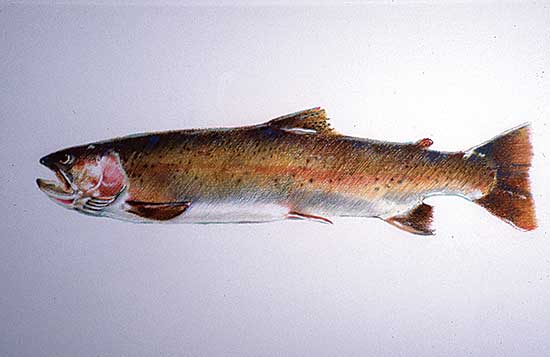 #34 ~ Cowin - Untitled - Cutthroat Trout