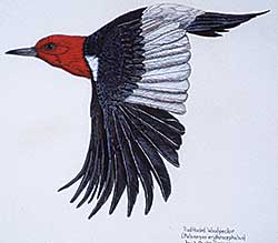 #412 ~ Grainger - Red Headed Woodpecker [Melanerpes erytgrocephalus]