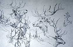 #515 ~ Plangg - Untitled - Elk Studies  #A.P.
