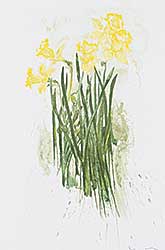 #223 ~ Bobak - Daffodils  #149/250