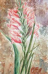 #259 ~ Ford - Untitled - Study of Gladiolus