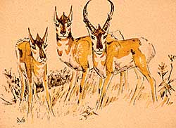 #117 ~ Kerr - Untitled - Antelope