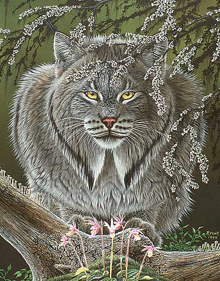 #64 ~ Fehr - Of Lynx, Lichens and Ladyslippers