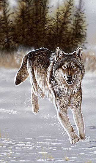 #71 ~ Fehr - Running Free Wolf
