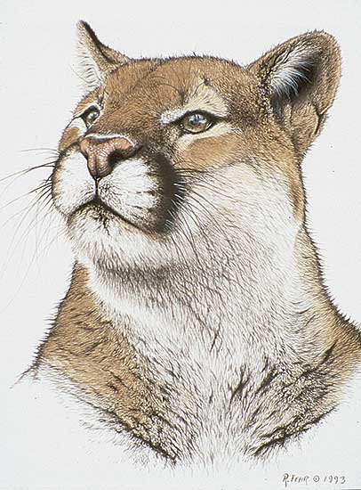 #76 ~ Fehr - Cougar