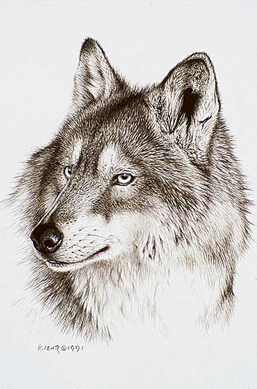 #77 ~ Fehr - Wolf Portrait