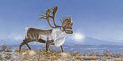 #63 ~ Fehr - Arctic Majestic - Caribou