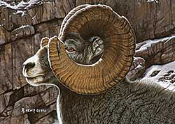 #72 ~ Fehr - Big Horn Sheep