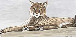 #75 ~ Fehr - Contemplation - Cougar