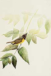 #414 ~ Butler - Untitled - Yellow Breasted Bird on Branch