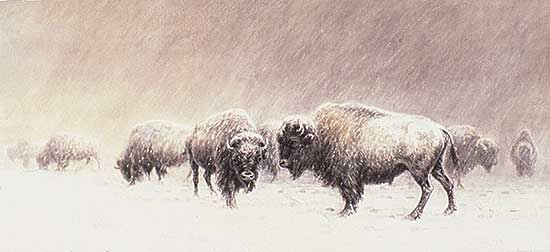 #331 ~ Verner - Untitled - Buffalo in Winter