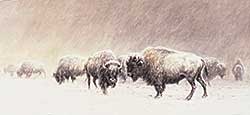 #331 ~ Verner - Untitled - Buffalo in Winter