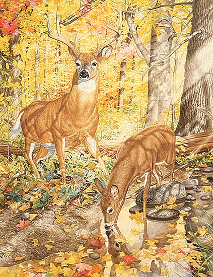 #223 ~ Loates - White Tailed Deer in the Forest