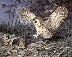 #447 ~ Bogaert - Sawhit Owl and Mouse