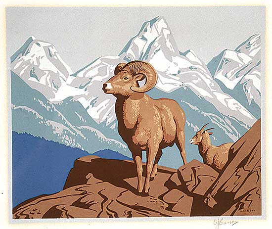 #436 ~ Casson - Bighorn Sheep