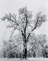 #203 ~ Adams - Oak Tree, Snow Storm