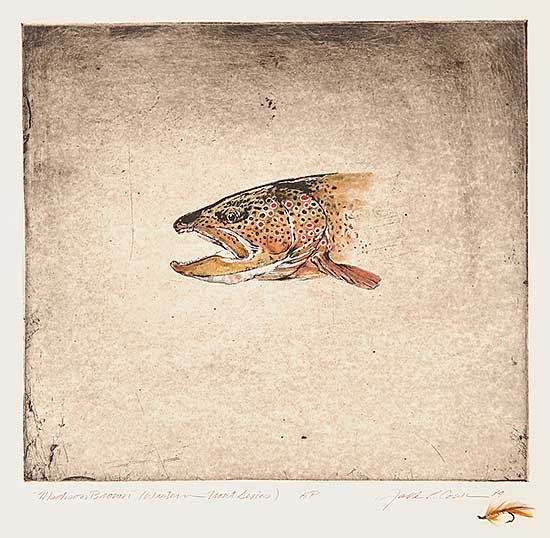 #438 ~ Cowin - Madison Brown [Western Trout Series]  #A.P.