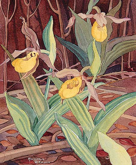 #419 ~ Brown - Untitled - Yellow Lady's Slipper