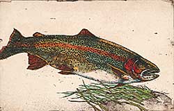 #24 ~ Cowin - Nymphing Rainbow [Western Trout Series]  #8/25