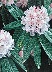#91 ~ Parker - Rhododendron
