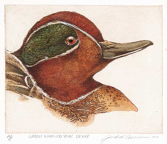 #35 ~ Cowin - Green-winged Teal Drake  #A.P.