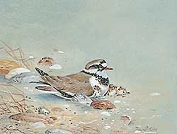 #213 ~ Kerr - Untitled - Ringed Plover and Young