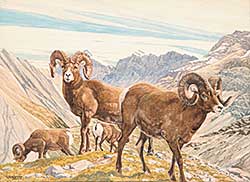 #503 ~ Ashley - Big Horn Sheep in Mountains