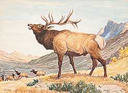 #504 ~ Ashley - Bugling Elk