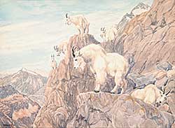 #505 ~ Ashley - Mountain Sheep on Rocky Ledge
