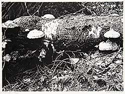 #69 ~ Lindner - Fungi  #73/100