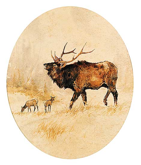 #516 ~ Olsen - Wapiti Bull, Kootenai Natl. Pk.