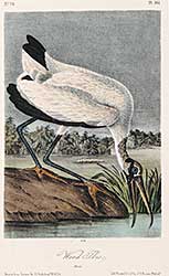#603 ~ Audubon - Wood Ibis [Pl.361]