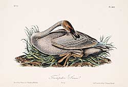 #604 ~ Audubon - Trumpeter Swan [Pl.383]
