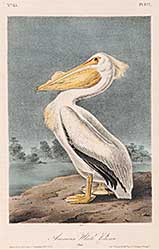 #605 ~ Audubon - American White Pelican [Pl.422]