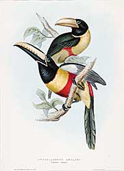 #695 ~ Gould - Pteroglossus Aracari