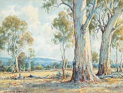#697 ~ Jarvis - Blue Gums Near Woodland, Victoria, Australia