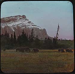 #295 ~ School - Untitled - Buffalo, Banff National Park