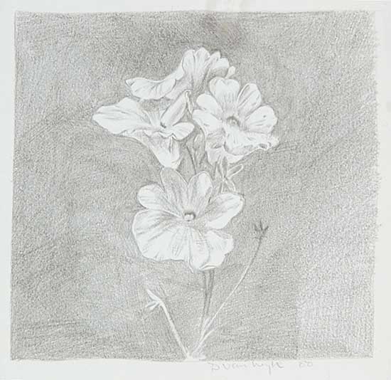 #72 ~ van Wyk - Untitled - Lilies