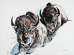 #470 ~ Davie - Untitled - Two Buffalo