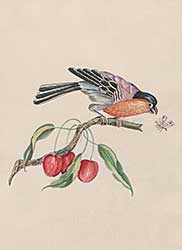 #226 ~ School - Untitled - Bird on Cherry Branch