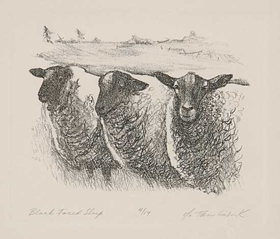#894 ~ Tomlinson - Black Faced Sheep  #4/17