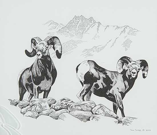 #224 ~ Twigg - Untitled - Big Horn Sheep