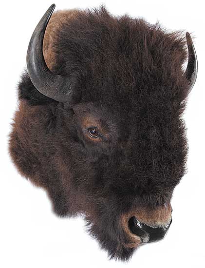 #89 ~ School - Untitled - Buffalo Head