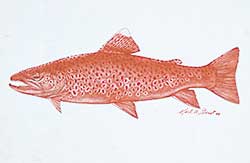 #664 ~ Geist - Untitled - Brown Fish