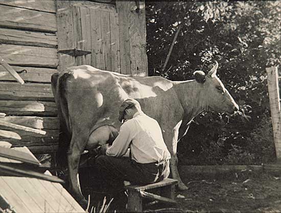 #755 ~ Johnston - Milking the Cow