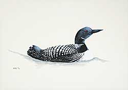 #80 ~ Kenney - Common Loon